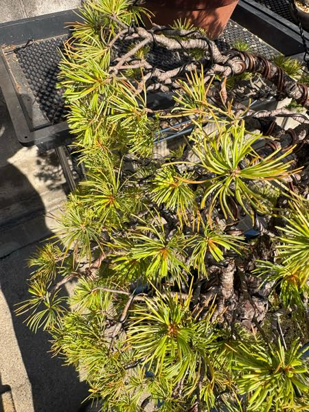 盆栽について。五葉松格安の素材を買ったのですが葉が黄緑？です。こ