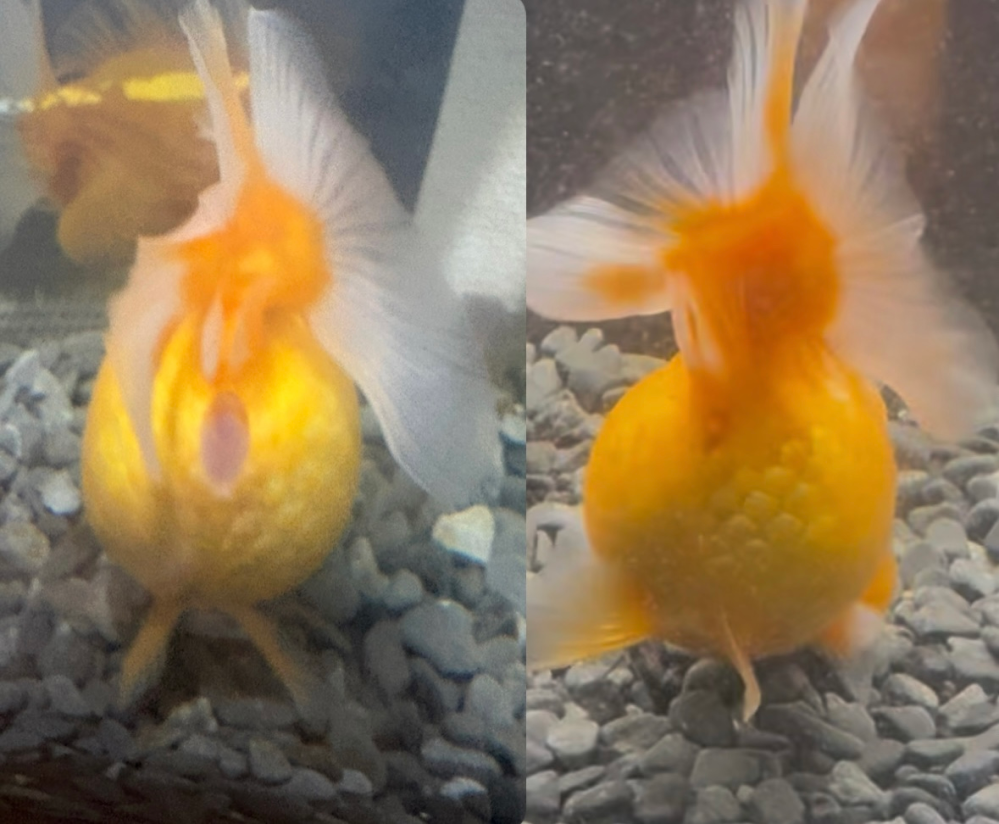助けてください。海水魚飼育初心者です。4cm程のナンヨウハギを 