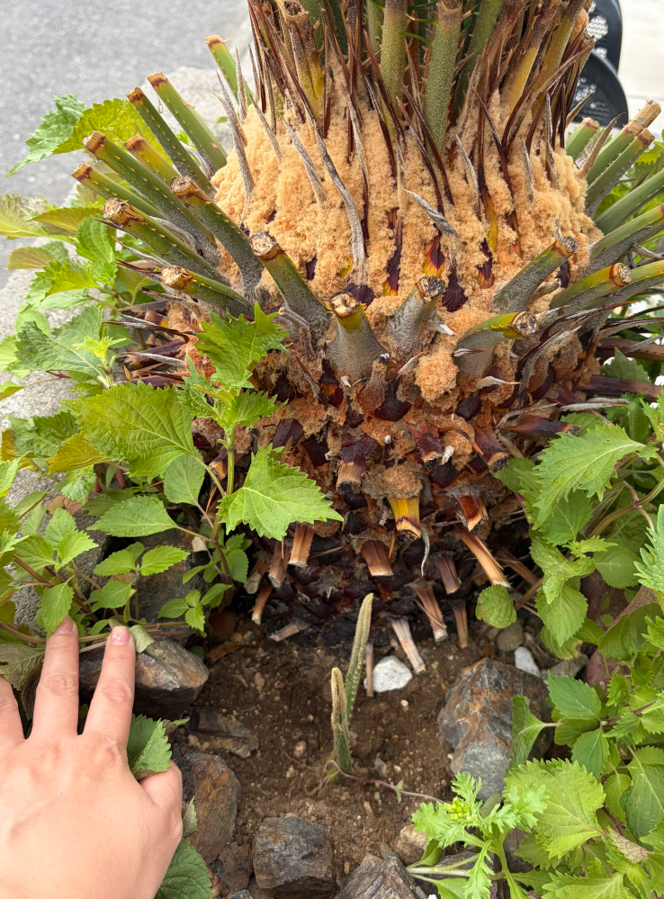 ソテツの脇芽をいただいたのですが、土に挿しておくと根がでるのでし