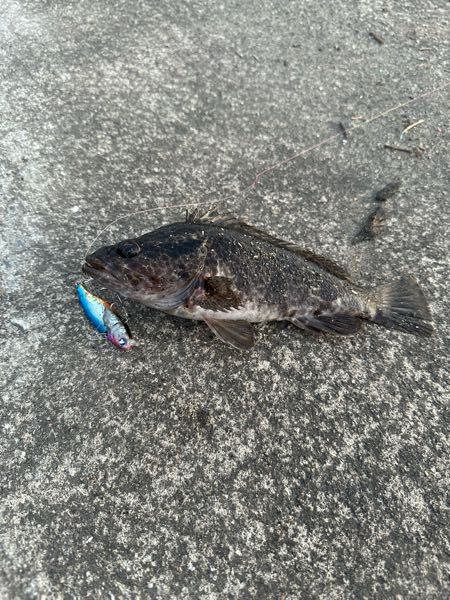 チヌ（クロダイ）の60cmオーバー、通称（ロクマル）が釣れる確