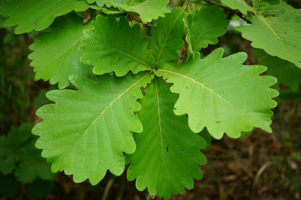 写真の葉っぱは何という植物の葉でしょうか？ - Yahoo!知恵袋