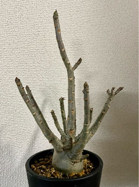 ヤフオクでこのようなアガベの商品がありました。多肉植物アガベ