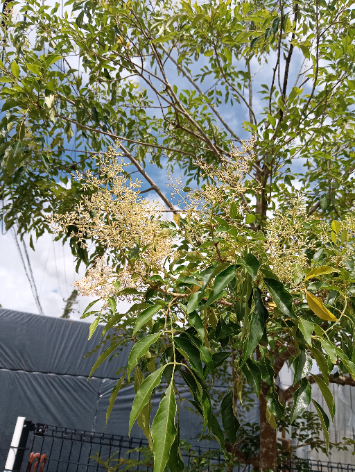 シュロ(棕櫚)の木の植え替え。知人の方からシュロの木をいただけ