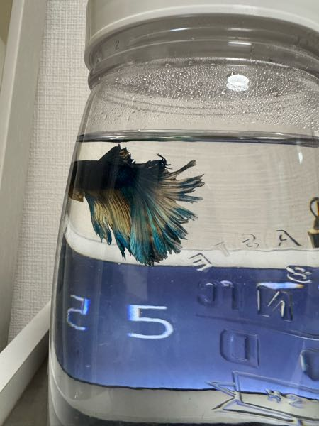 60cm規格水槽でポリプテルス・セネガルスを2匹混泳しようと