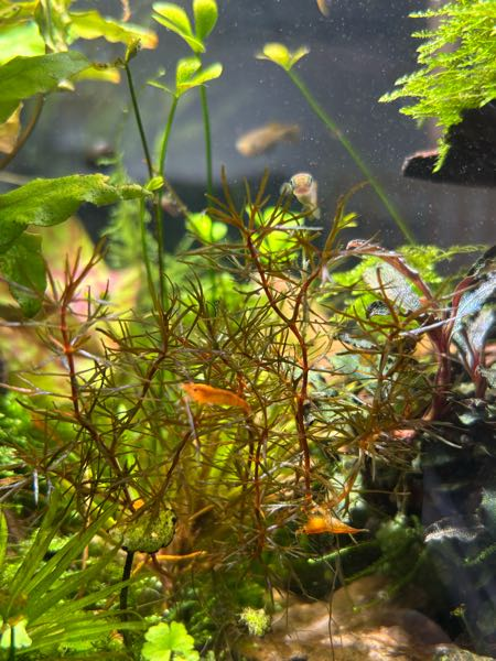 アクアポニックスについて質問です。今60センチ水槽に上部フィ