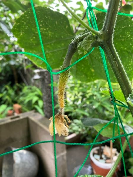 ｺﾆﾌｧｰ類を庭の塀沿いに植えようと思っていますが、土を掘り - Yahoo