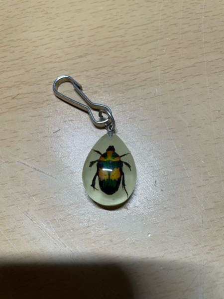 家にある昆虫標本のキーホルダーなんですが、なんていう名前の昆虫か