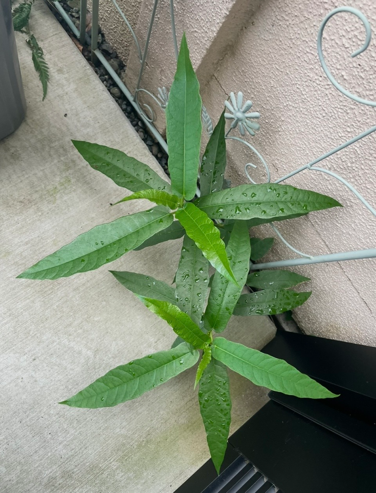 近所に生えてた葉っぱです この植物はなんでしょう？塀の脇から生えてきました。何かの幼木でし