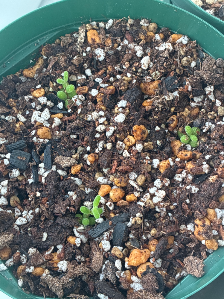 メルカリで多肉植物のドロサンテマムのカット苗を購入しました。多肉