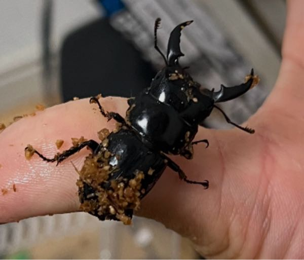オオクワガタについて質問です。25年6月生まれのオオクワガタのペ 【この大きさの子をこの値段では買えません】オオクワガタ ペア(︎︎ ♀の大きさを間違えて居たので訂正致します)