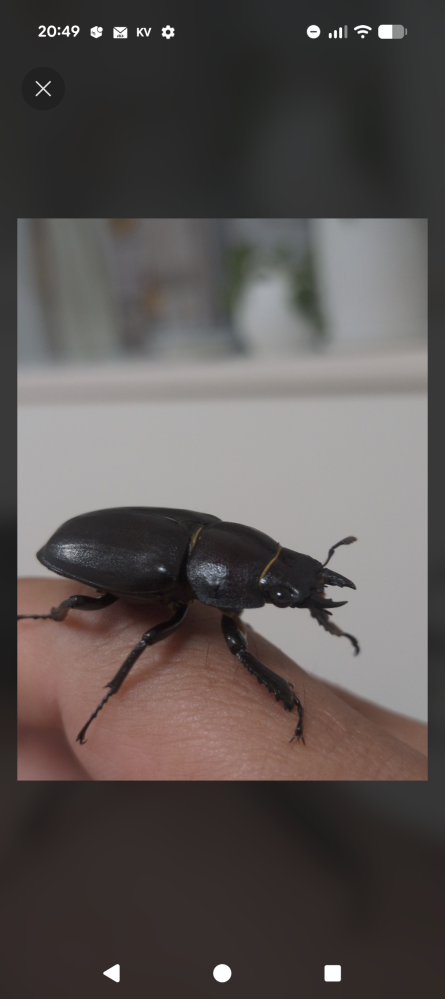オオクワガタについて質問です。25年6月生まれのオオクワガタのペ 【この大きさの子をこの値段では買えません】オオクワガタ ペア(︎︎ ♀の大きさを間違えて居たので訂正致します)