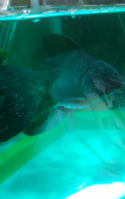 シルバーアロワナの稚魚を二匹混泳させようと思うのですが、大丈夫 