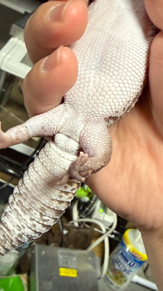 イグアナ、デグー、サバンナモニター(モニター系全般)それぞれの飼い