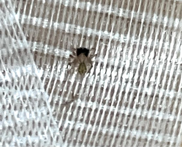 至急これはハエトリグモの赤ちゃんですか？2ミリほどの大きさです 