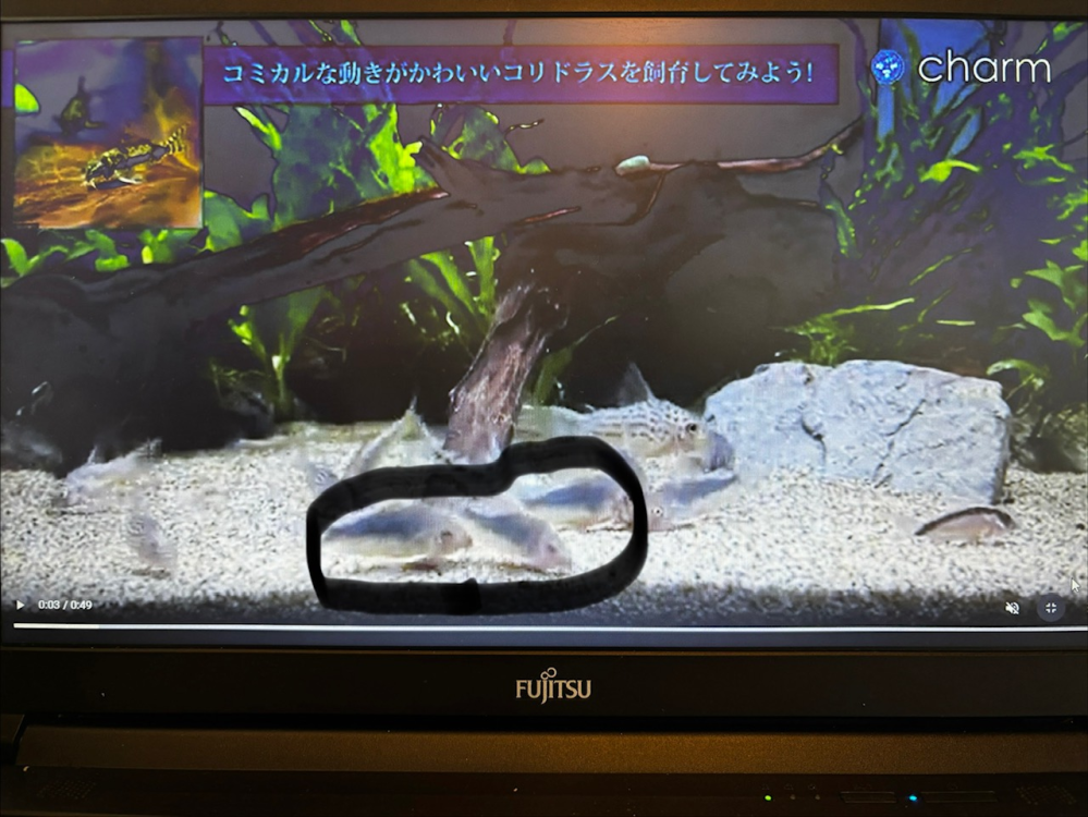 90センチスリム水槽（90L）に対しエーハイム2213を2台使用して運用する 