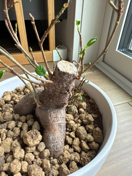 フェニックスロベレニーが根腐りを起こしているのか長らくこの状態です