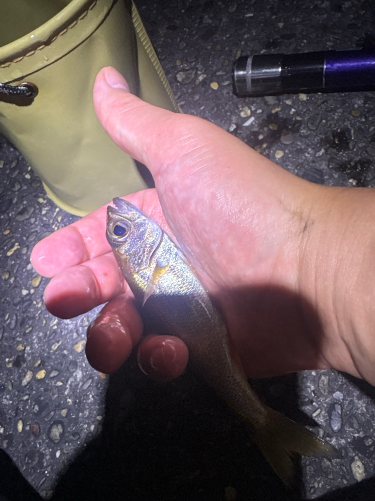 この魚なにかわかりますか？漁港で釣りました - Yahoo!知恵袋