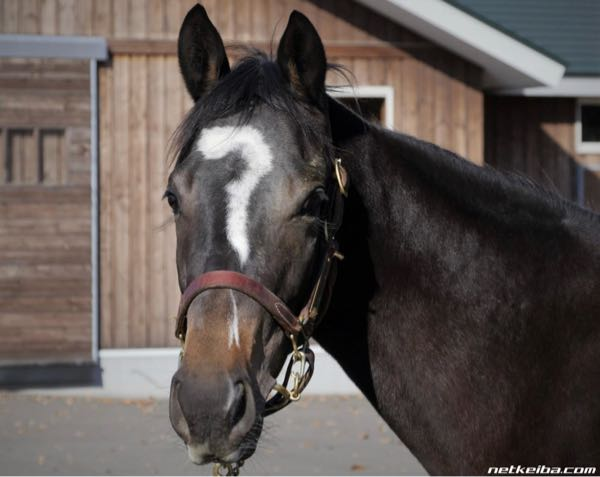 テイエムオペラオーは菊で激走の後、ステイヤーズSを使ったのちに有馬