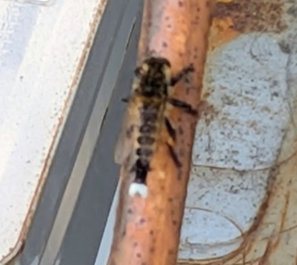 オニヤンマとコーカサスオオカブトってどちらが強いと思いますか