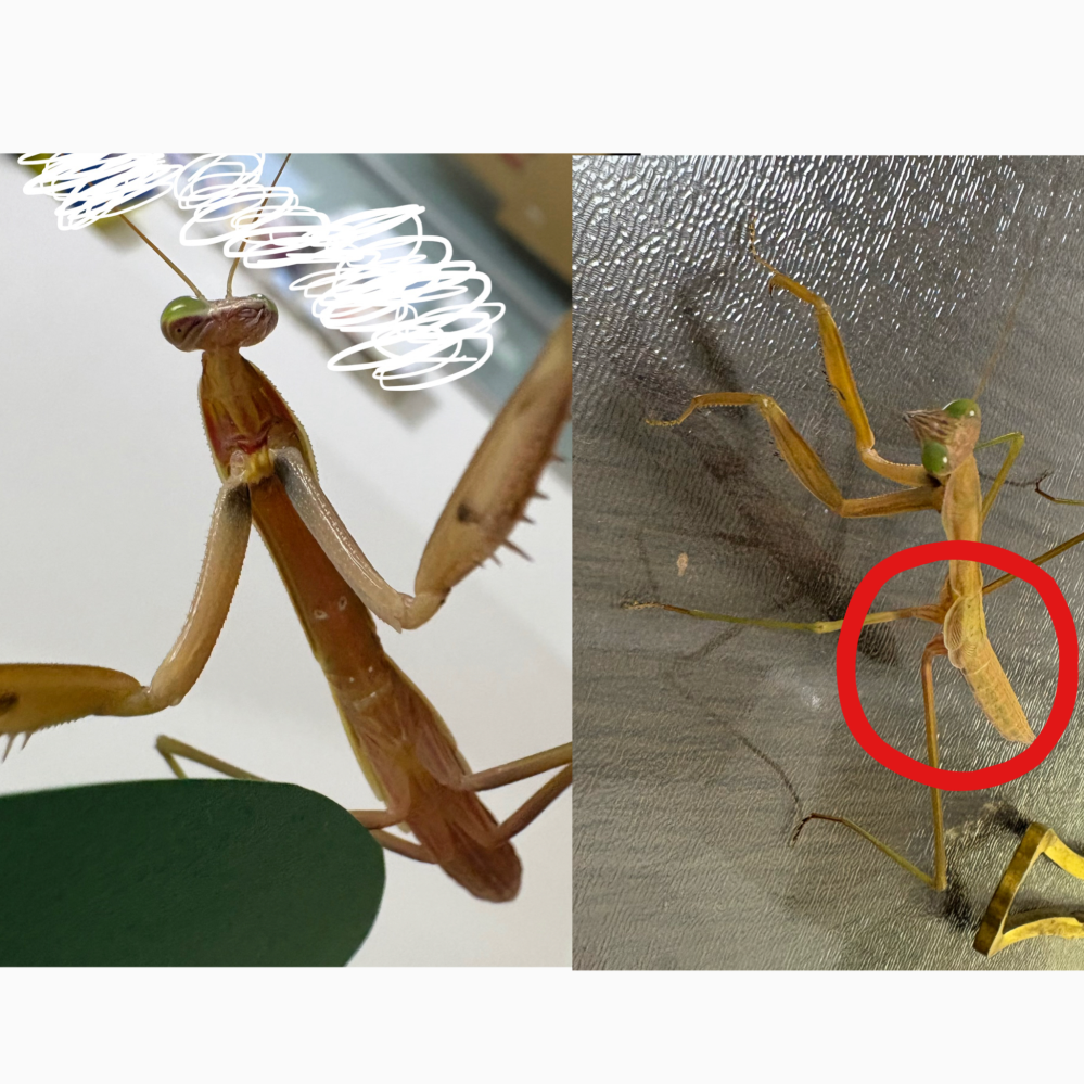 オニヤンマとコーカサス オニヤンマとコーカサスオオカブトってどちらが強いと思いますか