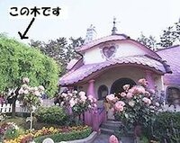 造園や植物に興味があります ディズニーランドの花壇や植木が常 Yahoo 知恵袋