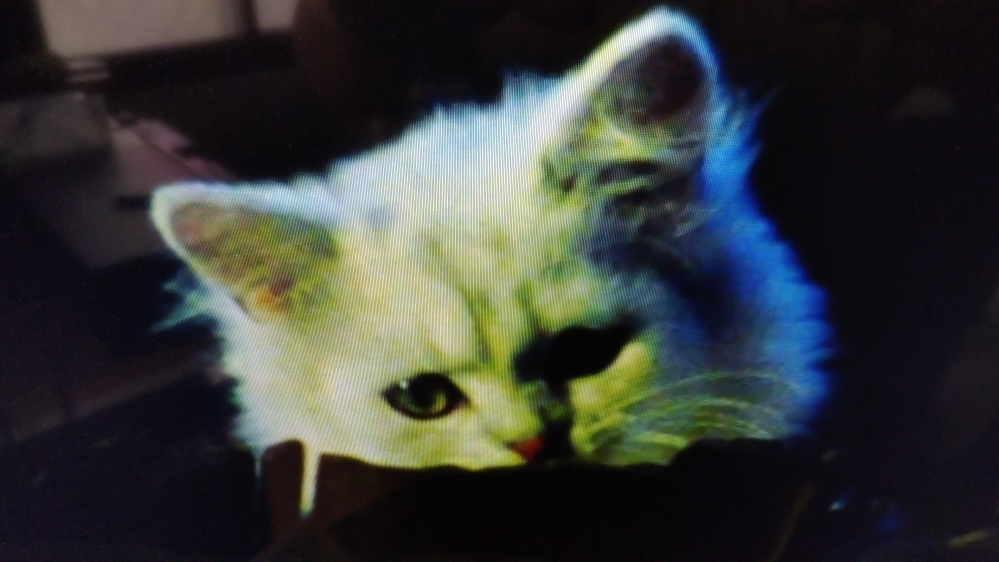 時代劇の新・必殺仕置人に登場した猫ですが、江戸時代にこのような猫