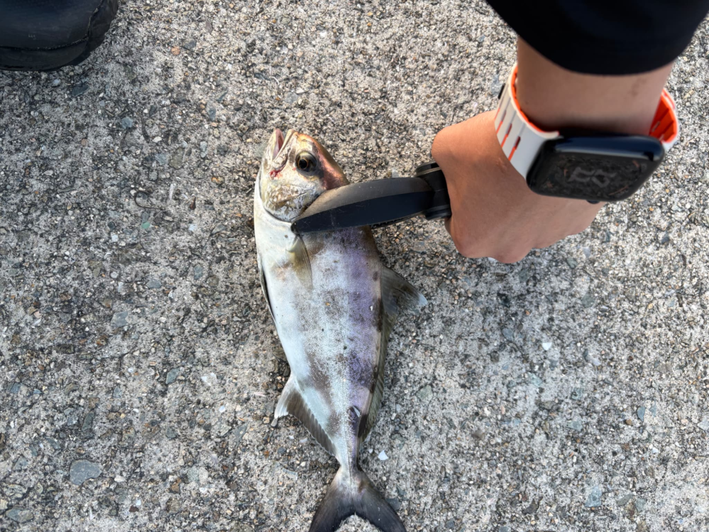 ジャクソンスネークヘッダーズs68と言う雷魚ロッドを探してるのですが