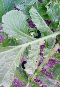 大根の葉についていた この黒い虫はなんですか ちょっと触れるだけですぐ落ち Yahoo 知恵袋