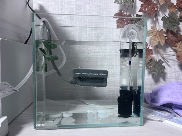 ベタ飼育初心者です。初めての水槽の立ち上げ作業を行なっています