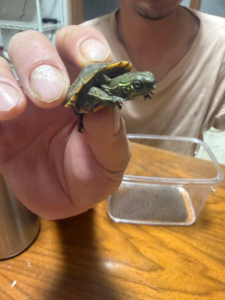 昔、トリオ漫才のネタに♪「親ガメの背中に子ガメを乗せて～子ガメの