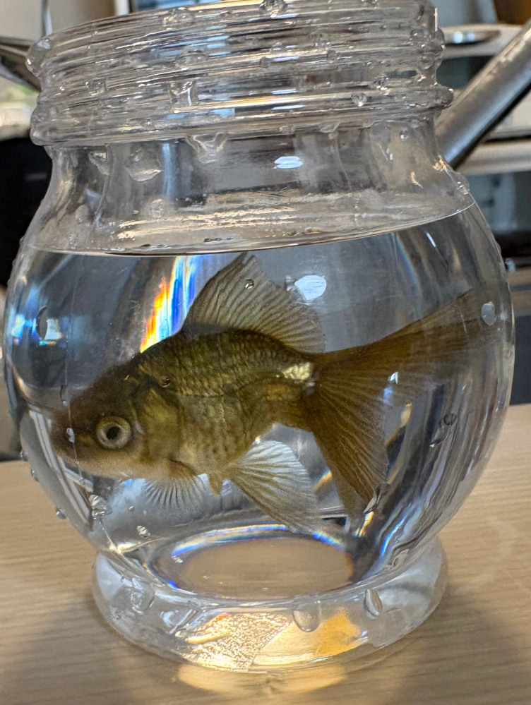 子どものころ、金魚を飼っていました。2回ほど、その金魚が金魚鉢から