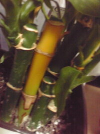 ミリオンバンブーが黄色く変色してしまいました 対応を教えてください Yahoo 知恵袋