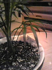 マロウの苗を植えましたが 葉っぱばかりが大きく育って花がつきませ Yahoo 知恵袋