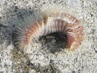 海毛虫について 最近海毛虫という生き物を知ったのですがこの虫は一 Yahoo 知恵袋