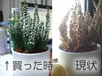 ブライダルベールの花が咲きません 吊るすタイプの鉢植えを買い 水を切ら Yahoo 知恵袋