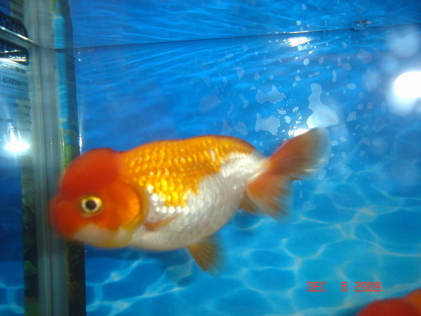 金魚のらんちゅうについて - ペットショップで購入したらんちゅう 