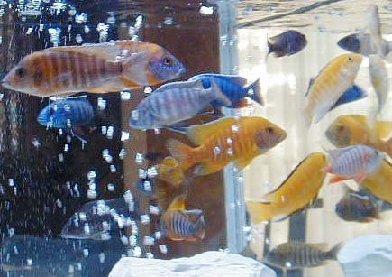 アフリカンシクリッドの飼育についてより詳しくお答えいただいた方に