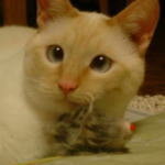 うちの猫、寄り目なんです - 今5歳なんですが、寄り目だと思いませんか 