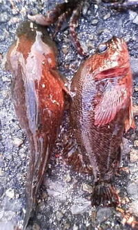 この魚なにか分かりますか 先ほど質問したのですが添付が漏れてました Yahoo 知恵袋