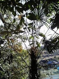 この植物の名前を教えてください ヤシの木のような 南国風の枝と葉で 幹はけ Yahoo 知恵袋