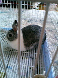 うさぎの丸まったポーズ 足を出さずに 団子のように寝てる 座っている 状 Yahoo 知恵袋