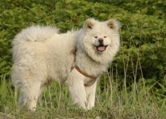 天才志村動物園の わさお君 は何という種類の犬ですか 雑種だと思 Yahoo 知恵袋