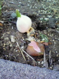 葉がオリズルランに良く似ていて紫色の長細い花を咲かせる植物の名前を教 Yahoo 知恵袋