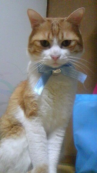 飼い猫がｽﾌﾟﾚｰ行動をまったくしません 我が家の猫 オスmix Yahoo 知恵袋