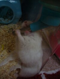 ジャンガリアンハムスターが給水器のパイプにしがみつき夢中で舐めまわしていま Yahoo 知恵袋