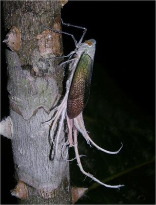 この寄生虫について教えてください 先ほどカマキリや魚の寄生 Yahoo 知恵袋