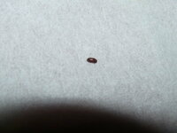 小さな茶色の虫 昨年の夏頃から小さな茶色い虫が二階の部屋に飛 Yahoo 知恵袋