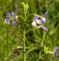 この菜の花に似た紫の花の名前をおしえてください 多摩川の河川敷に Yahoo 知恵袋