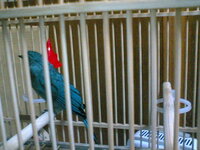 青い鳥を先日知人からもらいました 南洋青紅鳥 の種類で ペットショップで2 Yahoo 知恵袋