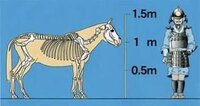 前田慶次郎の松風はどのくらいの大きさですか 戦国時代の馬の体格はこんなもの Yahoo 知恵袋